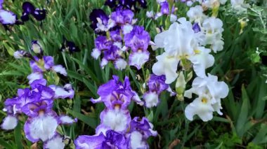 Botanik koleksiyonunda büyük çiçekler olan beyaz ve mor bahçe Iris Germanica