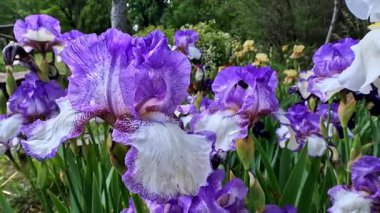 Botanik koleksiyonunda büyük çiçekler olan beyaz ve mor bahçe Iris Germanica