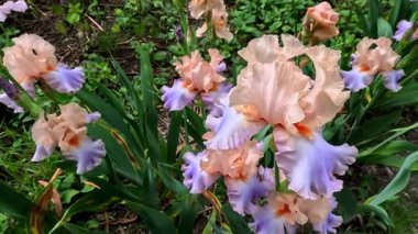 Botanik koleksiyonunda büyük çiçekli pembe ya da krema bahçesi Iris Germanica, Odessa