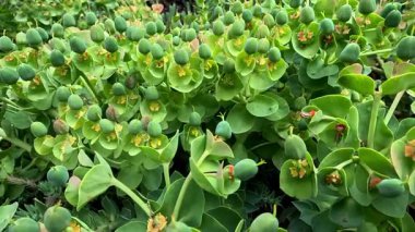 Euphorbia myrsinites, yuvarlak tohum kutularıyla eski çiçekler bitkisel süsler.