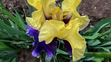 Botanik koleksiyonunda büyük çiçekli sarı dekoratif bahçe Iris Germanica, Odessa