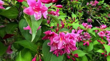 Weigela Florida Rosea, süs bitkisinin yeşil yapraklarına karşı kırmızı çiçekler.