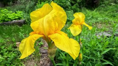 Botanik koleksiyonunda büyük çiçekli sarı dekoratif bahçe Iris Germanica, Odessa