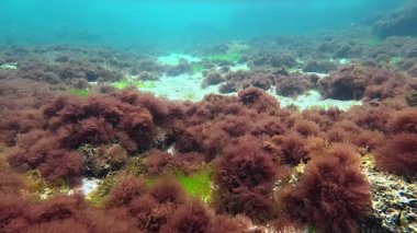 Kıyıya yakın kayalıklarda bulunan kırmızı alg seramium rubrum çalılıkları sığ bir derinlikte.