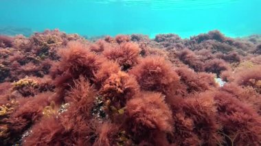 Kıyıya yakın kayalıklarda bulunan kırmızı alg seramium rubrum çalılıkları sığ bir derinlikte.