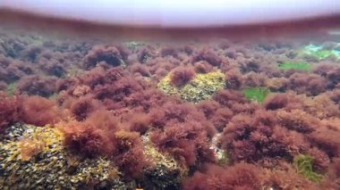 Kıyıya yakın kayalıklarda bulunan kırmızı alg seramium rubrum çalılıkları sığ bir derinlikte.