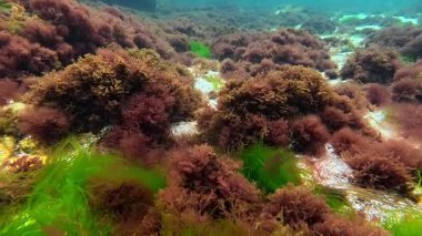 Kıyıya yakın kayalıklarda yetişen ve suyu oksijenle dolduran kırmızı ve yeşil alglerin sualtı görüntüsü, Karadeniz