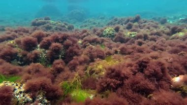 Karadeniz 'de sığ bir derinlikte, kıyıya yakın kayalıklarda bulunan kırmızı alg seramium rubrum sualtı manzarası.