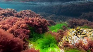 Kıyıya yakın kayalıklarda yetişen ve suyu oksijenle dolduran kırmızı ve yeşil alglerin sualtı görüntüsü, Karadeniz