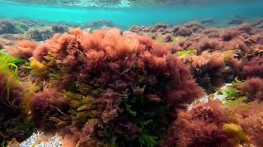 Karadeniz 'de sığ bir derinlikte, kıyıya yakın kayalıklarda bulunan kırmızı alg seramium rubrum sualtı manzarası.