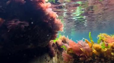 Karadeniz, aşağıdan yukarıya doğru uzanan bir kaya manzarası alçak gelgit sırasında kıyıya yakın Porphyra algleriyle kaplanmış.