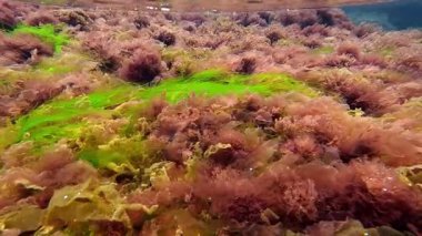 Kıyıya yakın kayalıklarda yetişen kırmızı ve yeşil alglerin sualtı görüntüsü suyu oksijenle doldurur.
