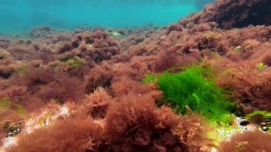 Kıyıya yakın kayalıklarda yetişen ve suyu oksijenle dolduran kırmızı ve yeşil alglerin sualtı görüntüsü, Karadeniz