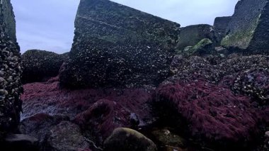 Karadeniz 'de güçlü su akıntıları, alçak gelgit, ekolojik olaylar ve havadaki su canlılarının ölümü sırasında havada kayalar üzerinde midyeler ve algler var.