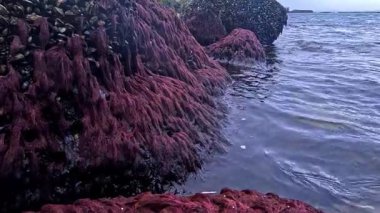 Karadeniz 'de güçlü su akıntıları, alçak gelgit, ekolojik olaylar ve havadaki su canlılarının ölümü sırasında havada kayalar üzerinde midyeler ve algler var.