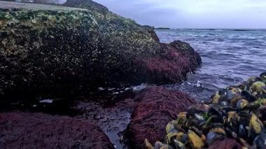 Karadeniz 'de güçlü su akıntıları, alçak gelgit, ekolojik olaylar ve havadaki su canlılarının ölümü sırasında havada kayalar üzerinde midyeler ve algler var.