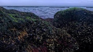 Karadeniz 'de güçlü su akıntıları, alçak gelgit, ekolojik olaylar ve havadaki su canlılarının ölümü sırasında havada kayalar üzerinde midyeler ve algler var.