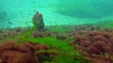 İntestinalis yeşil yosunları suda yüzen substrattan ayrıldılar.