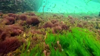 İntestinalis yeşil yosunları suda yüzen substrattan ayrıldılar.