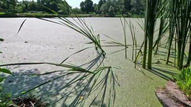 Yapay göl, kirli suyla dolu bir su birikintisi, yüzen bitkilerle kaplanmış ördek otu ve Wolffia.