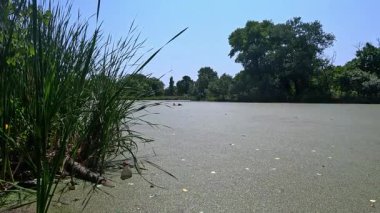 Yapay göl, kirli suyla dolu bir su birikintisi, yüzen bitkilerle kaplanmış ördek otu ve Wolffia.