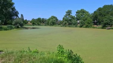 Yapay göl, kirli suyla dolu bir su birikintisi, yüzen bitkilerle kaplanmış ördek otu ve Wolffia.