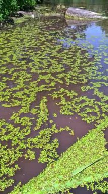 Su bitkileri, köksüz ördek otu Wolffia arrhiza ve ördek otu Lemna turiyonifera, Odessa