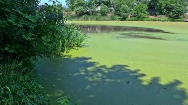 Yapay göl, kirli suyla dolu bir su birikintisi, yüzen bitkilerle kaplanmış ördek otu ve Wolffia.