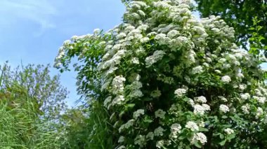 Spiraea sp., Süslü bir çalılığın küçük beyaz çiçekleri ile cilt bakımı