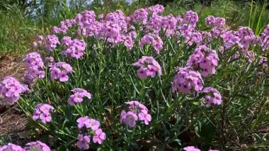 Clausia aprica, bahar çiçek açan pembe bitkiler.