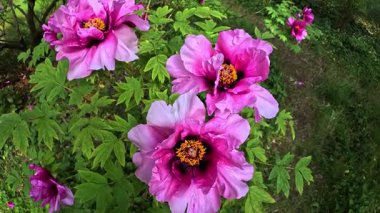 Ağaç şakayığı, yeşil yapraklardan oluşan arka planda pembe çiçeklerle açan bir çalı.