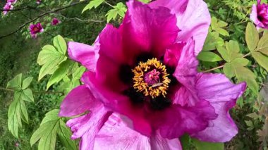 Ağaç şakayığı, yeşil yapraklardan oluşan arka planda pembe çiçeklerle açan bir çalı.