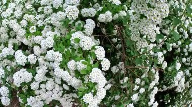 Spiraea - Bahçedeki süs çitinin küçük beyaz çiçekleri ile cilt bakımı