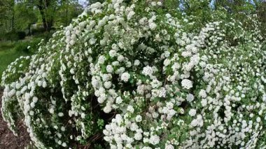 Spiraea - Bahçedeki süs çitinin küçük beyaz çiçekleri ile cilt bakımı