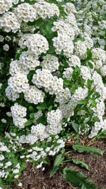 Spiraea - Bahçedeki süs çitinin küçük beyaz çiçekleri ile cilt bakımı