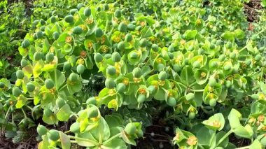 Euphorbia serrata, bitkisel süs bitkisi tohumlu meyveler.