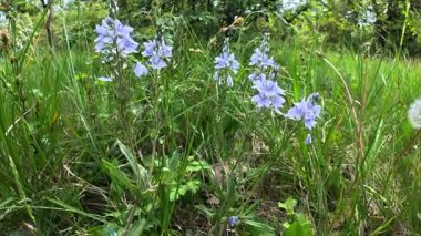 Veronica sp. Çiçek açan küçük mavi çiçekler şifalı bitkiler.