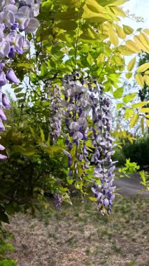 Wisteria macrostachya, bahar çiçekleri dikey kabartma mor çiçeklerle