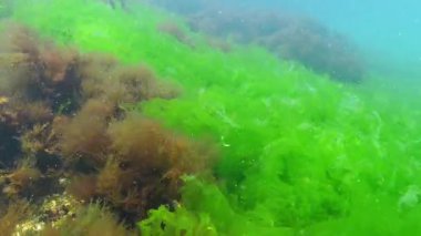 Karadeniz 'deki berrak şeffaf sularda beton yapılar üzerinde yeşil algler ve kırmızı seramium algler.