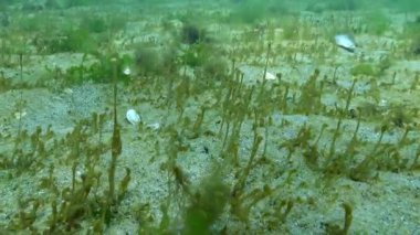 Karadeniz 'in dibindeki kumlu arazi, kumların üzerinde mavi-yeşil ve yeşil algler yetişiyor.