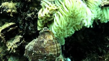 Rapana venosa, Odessa yakınlarındaki Karadeniz 'de midyelerle kaplı bir kayanın üzerine yumurtalarla koza bırakır.