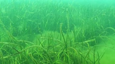 Karadeniz 'deki Zostera marinası, çeşitli türde mikro yosunlarla kaplı yapraklarla kaplıydı.