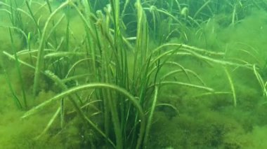 Karadeniz 'deki Zostera marinası, çeşitli türde mikro yosunlarla kaplı yapraklarla kaplıydı.