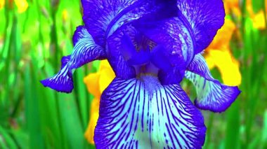 Botanik koleksiyonunda çizgili mor çiçekleri olan dekoratif bahçe Iris 'i