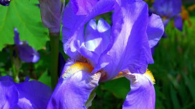 Botanik koleksiyonunda çizgili mor çiçekleri olan dekoratif bahçe Iris 'i
