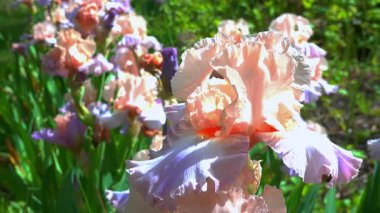 Çiçekli pembe Iris bahçesi, bahçe koleksiyonunda dekoratif melez.