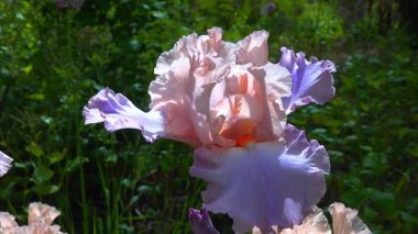Çiçekli pembe Iris bahçesi, bahçe koleksiyonunda dekoratif melez.