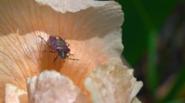 Kahverengi kokuşmuş böcek Halyomorpha sarı yapraklı İris bahçesinde