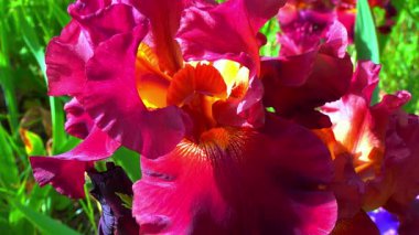 Çiçek açan kırmızı Iris bahçesi, bahçe koleksiyonunda dekoratif melez.