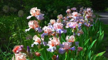 Çiçekli pembe Iris bahçesi, bahçe koleksiyonunda dekoratif melez.